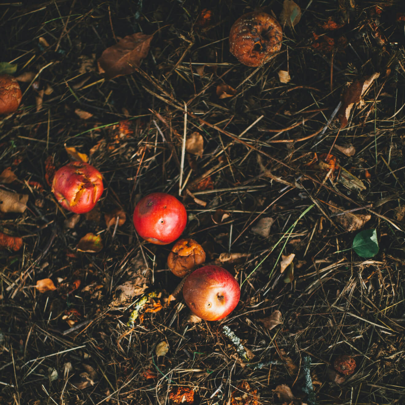 Organic Recycling